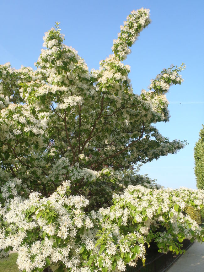 　名前は知らないが、白い花、新緑が初夏の空に映える。実に清々しい。