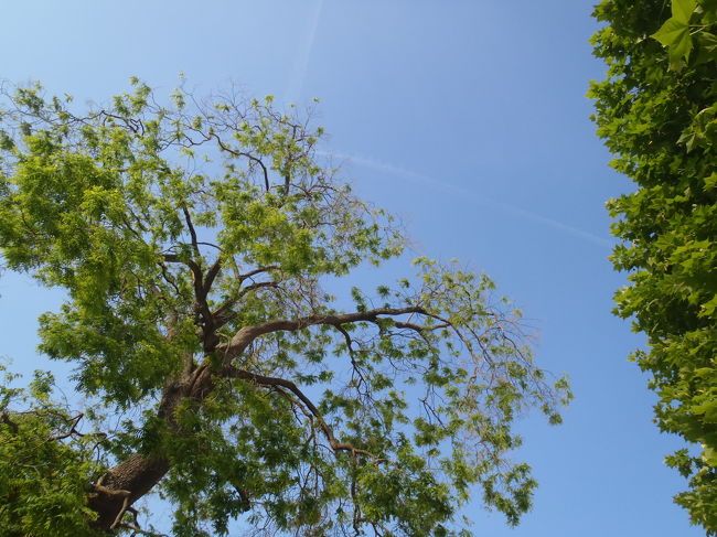 　植物園を通り抜けて、地下鉄Place Monge（プラス　モンジュ）駅の先が、マルシェのあるムフタール通り。また歩いてしまった。（笑）