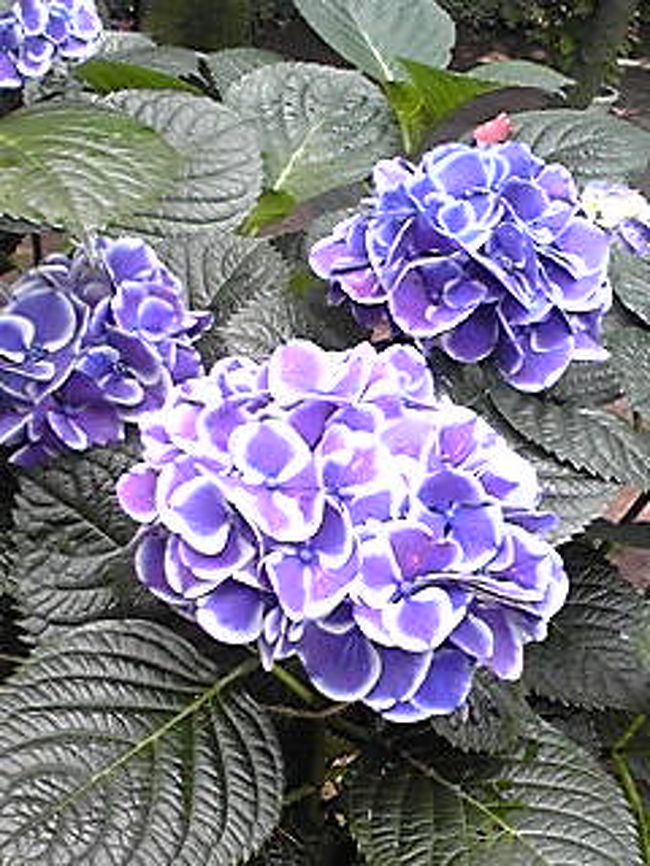 梅雨晴れの中 今回も お千代さん の 紫陽花の花見 の旅 福岡県の旅行記 ブログ By だいちゃんさん フォートラベル