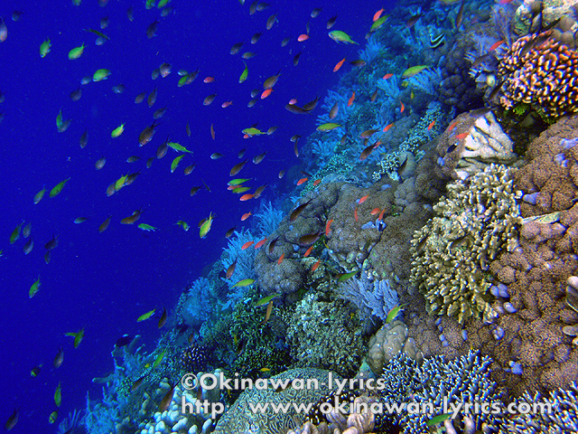 ブナケン島では、Lekuan3, Lekuan2, Sachiko's point, Timurでシュノーケル。<br />極上のドロップオフが手軽に楽しめるので、最高！！<br /><br />https://www.okinawan-lyrics.com/2010/06/pulau-bunaken.html