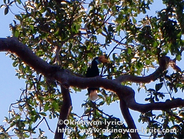 タンココ自然保護区でのトレッキングでは、サイチョウを見る事が出来ました。<br />望遠で明るいレンズのカメラが欲しいですね。<br /><br />https://www.okinawan-lyrics.com/2010/06/tangkoko-nature-reserve-at-pulau-sulawesi.html