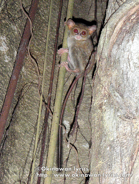 メガネザル３匹の発見に成功！<br /><br />https://www.okinawan-lyrics.com/2010/06/tangkoko-nature-reserve-at-pulau-sulawesi.html