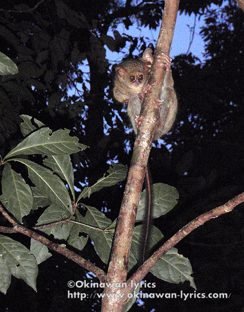 メガネザルの親子でした！<br />赤ちゃんメガネザルは、超可愛い！！！<br /><br />https://www.okinawan-lyrics.com/2010/06/tangkoko-nature-reserve-at-pulau-sulawesi.html