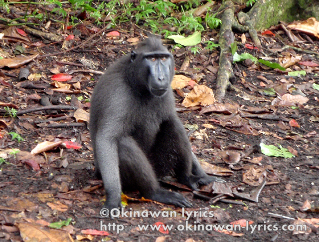 早朝トレッキングでは、クロザルの群れを観察。<br /><br />https://www.okinawan-lyrics.com/2010/06/tangkoko-nature-reserve-at-pulau-sulawesi.html<br /><br />続きは、「インドネシア周遊　その６：ロンボク島周辺」へ。