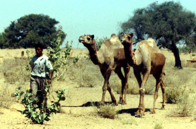 ガイドの小僧が、らくだを連れてやって来た。<br /><br />俺のはどちらなんだろう？