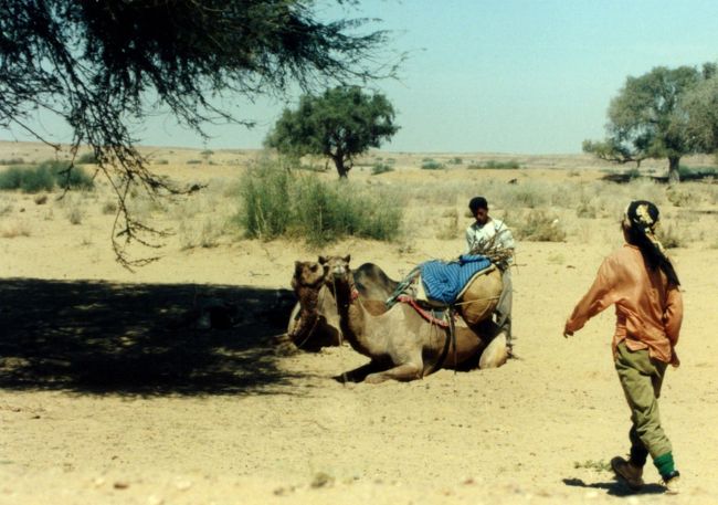 このらくだには、背中に一つこぶがあった。<br />つまり、「ひとこぶラクダ」と言う種類だ。<br /><br />俺はこのタイプを知っている。<br />オーストラリアの牧場で、さんざん世話させられた奴と同じタイプだから。<br />