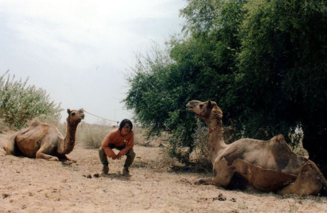 このひとこぶは、乗り心地は悪いし、意地も悪い。<br />以前、腹に思いっきり膝蹴りをもらって吹っ飛んだ思い出が蘇る。<br /><br />・・・嫌な予感がする。