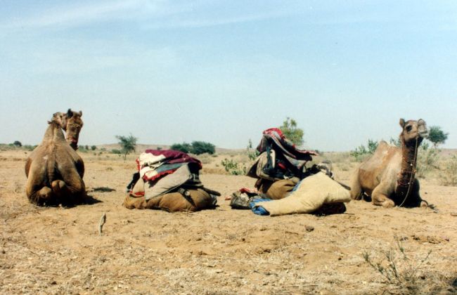 ラクダに乗せる荷物は驚くほど多かった。<br />しかも、重い！<br /><br />そしてその中で一番重いのは、ラクダのえさだった。<br />