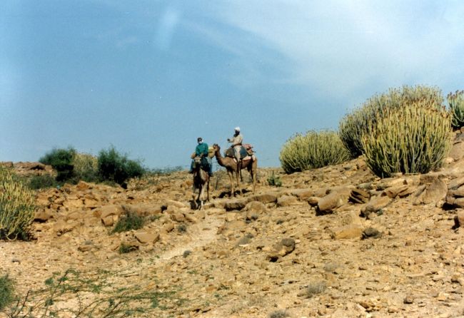ラクダは、ゆっくりゆっくりと西を目指す。