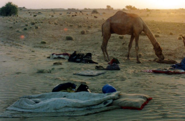 ごそごそと、動き回る足音に目が覚めた。<br />音のする方向に首を廻すと、５m程向こうで、ラクダが朝飯をあさっている。<br />そして、その向こうの地平線に陽が昇り始めていた。<br /><br />すごい朝焼けと共に、砂漠の朝が始まっていた。<br />さて、今日の俺のサファリも始まろうとしている。<br /><br />ガイドの小僧は、もう飯を作っているのだろうか？<br />見回すと、ガイドの小僧が寝返りを打っているのが目に入ってきた。<br /><br />・・・うーん、どこまでもワンダフルなガイドだ！