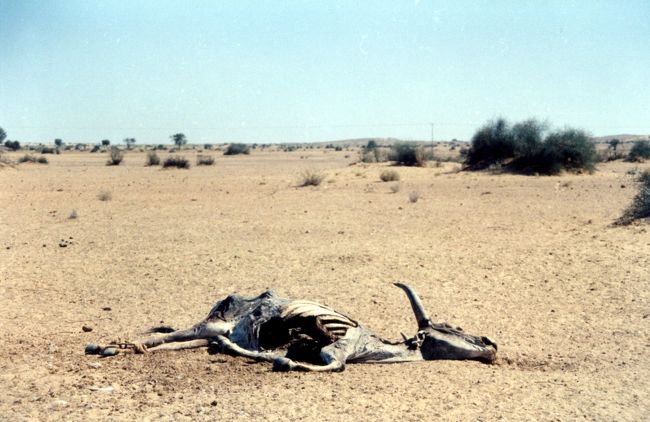 前方に牛の残骸が出現した。<br />ガイドの小僧が、「村が近い」とつぶやく。<br /><br />そんなこと言わなくても、遠くに見えているのだが・・