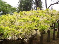 上田に着いてから上田城跡の公園を散歩しました。

藤が満開