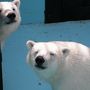 2010年6月北海道　その２　帯広（おびひろ動物園）