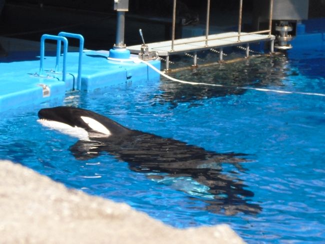 名古屋港水族館でまんぞくかんを得るために 名古屋港 愛知県 の旅行記 ブログ By みっちゃん1636さん フォートラベル 名古屋港水族館でまんぞくかんを得るために 名古屋港 愛知県 の旅行記 ブログ By みっちゃん1636さん フォートラベル