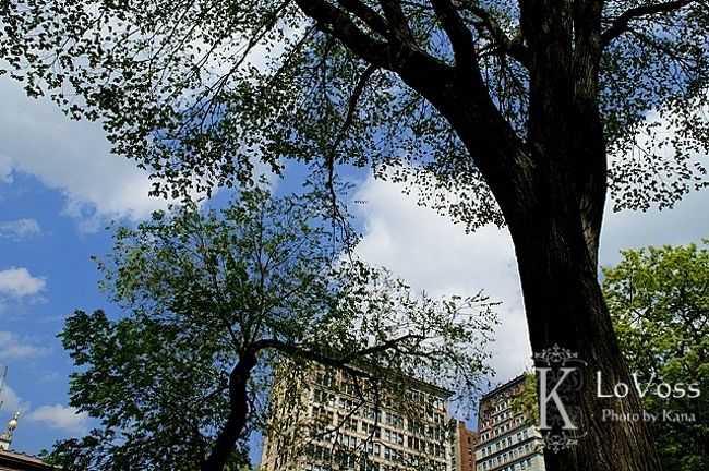 セントラルパークへ来ました。<br /><br />大きいです。<br />散歩にはいいですが、結構人が少ない。<br />時間帯のせい？？<br /><br />緑が美しい綺麗な公園でした。