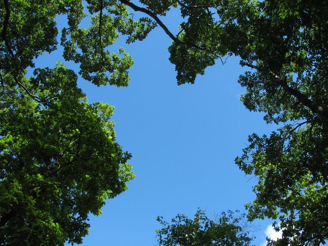 ここ数日雨や曇りだったので久しぶりの青空です。