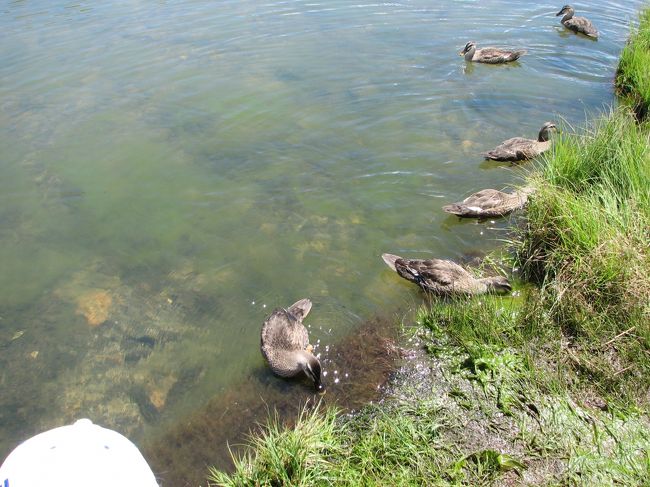 カルガモが颯爽と泳いでいます。