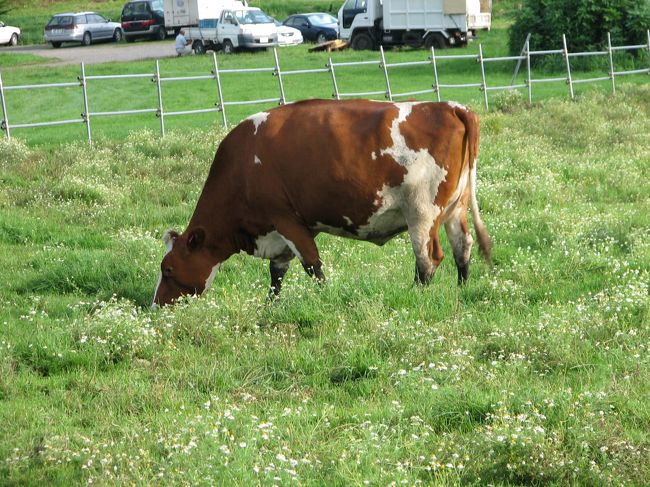 万座ハイウェーの途中で嬬恋牧場に立ち寄りました。牛がのーんびりと牧草を食べていました。