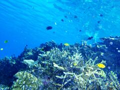 10月付近から、北風が強くなるため鳩間島方面よりも、
黒島（南側）付近でシュノーケルします。


１ヶ所目
かなりの透明度です。