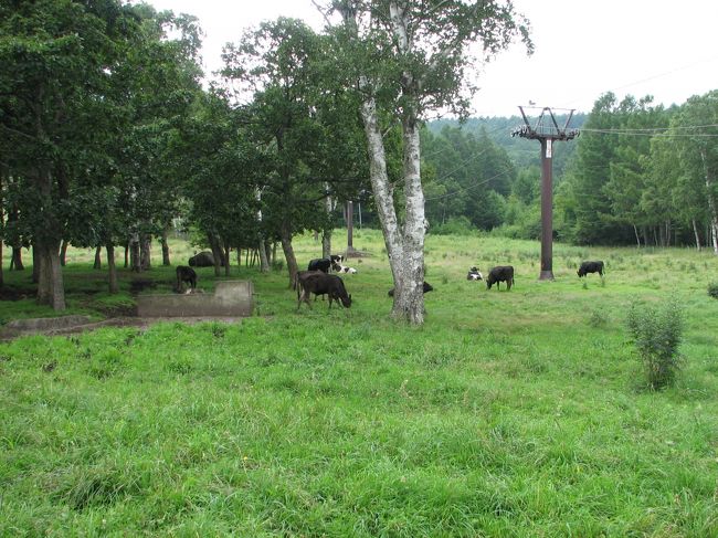 牛たちがのんびりと草を食べています。時間を忘れそうです。