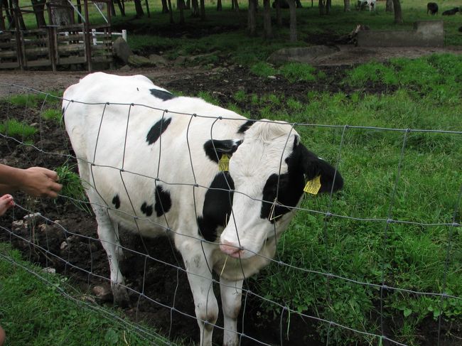 蓼科ふれあい牧場では馬　牛　羊　ウサギ　ミニブタとふれあえます。
