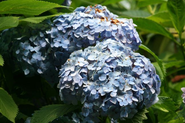 10梅雨 三好公園の紫陽花 2 7月1日 2 紫陽花 額紫陽花 墨田の花火 愛知県の旅行記 ブログ By 旅人のくまさんさん フォートラベル