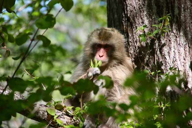朝ごはんも食べて満腹だ〜。<br />さて、ウェストン祭に向けて歩くぞ〜、と、再スタートしたら、散策路脇の木の上で朝食中のニホンザルさん、発見。<br /><br /><br />若葉はうめぇな〜 @^ェ^@