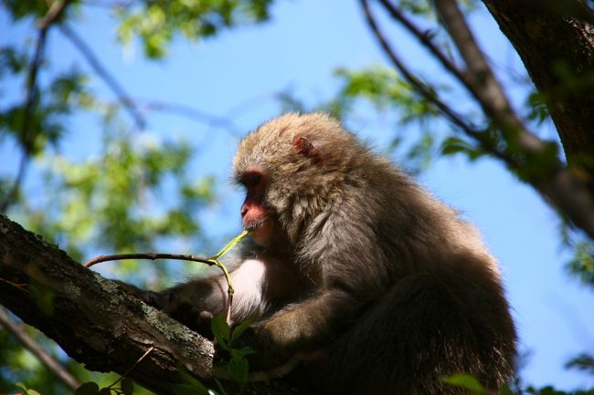 まだ子どもかな？<br />毛がふさふさ @(・ェ・)@