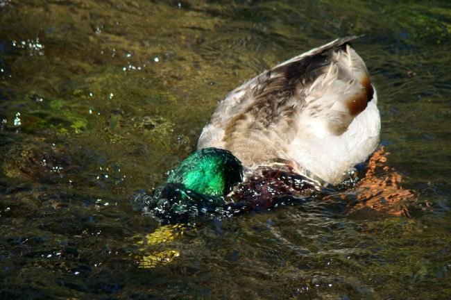 田代池手前の小川で朝ご飯に没頭中のマガモさん。<br /><br /><br />流れがはやかったせいか、どんどん遠ざかっていってしまいました(^_^;)