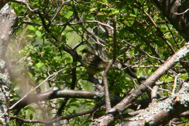 小川べりの木の上ではアオジさんがさえずっていました。<br /><br /><br />ちょーっと距離があったのが、残念。