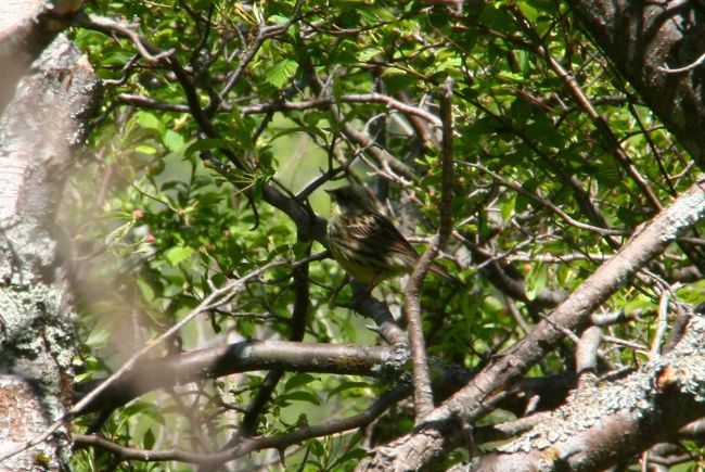 うーん。。。<br />上向き加減のお顔に、枝の影が落ちてしまいましたー。