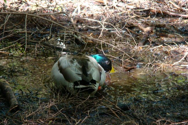 ちょっと離れたところに、ちゃーんとお連れさんがいらっしゃいました。<br /><br /><br /><br />ニュージーで出会った、夫婦仲の非常によろしいパラダイス・ダックさんを思い出しました(^.^)