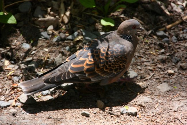 田代橋付近ではよく見かける、キジバトさん。