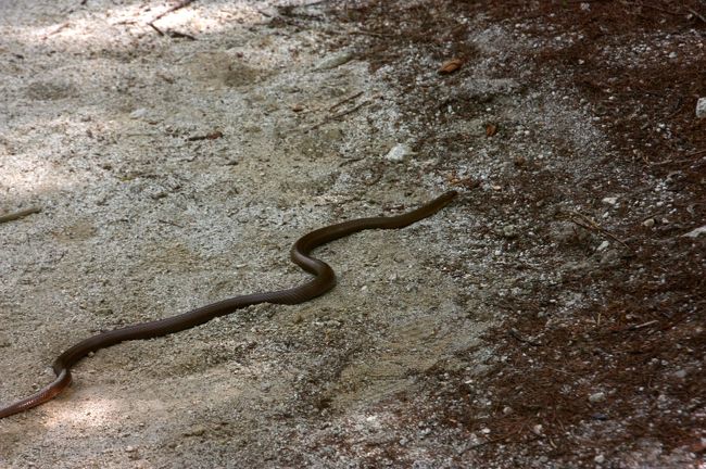 やはりガイドウォークの途中で出現した「ジムグリ」。<br /><br />毒はなく、臆病？ なんだったかな？<br /><br /><br />散策路を足早に横切って、