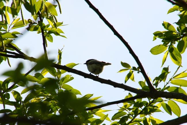 うーん、コガラさんかな？
