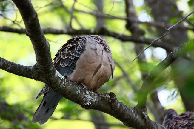 次は背中ぁ〜？<br /><br /><br /><br /><br />これだけ体が柔らかいと、楽でしょうねぇ(^_^;)