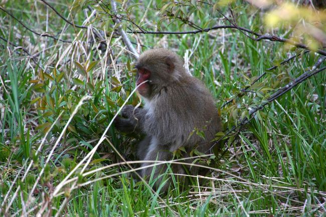 主は、君ね。<br /><br /><br />湿地だろうがなんだろうが、君たちには関係ない、か。