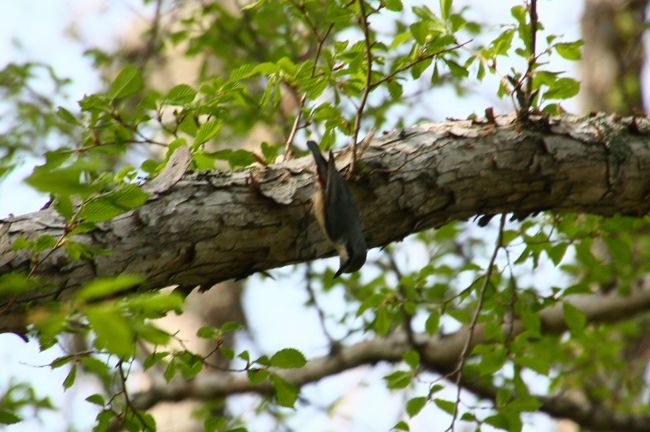 大きな声でさえずるウグイスさんのすぐ近くで、ひそやかに動く鳥さん発見。