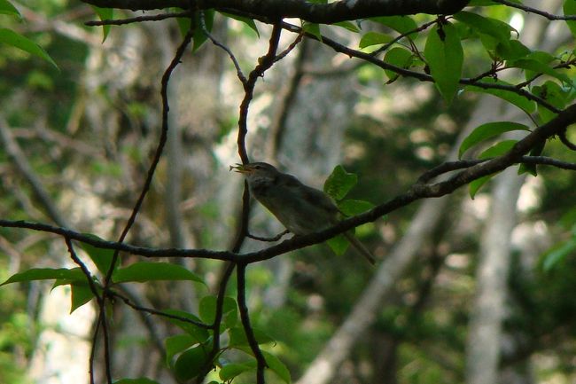 <br /><br />梅雨入り前、<br />全身でさえずるウグイスさんでした〜〜〜ヽ(^o^)丿<br /><br /><br /><br />また会える日まで、(@^^)/~~~