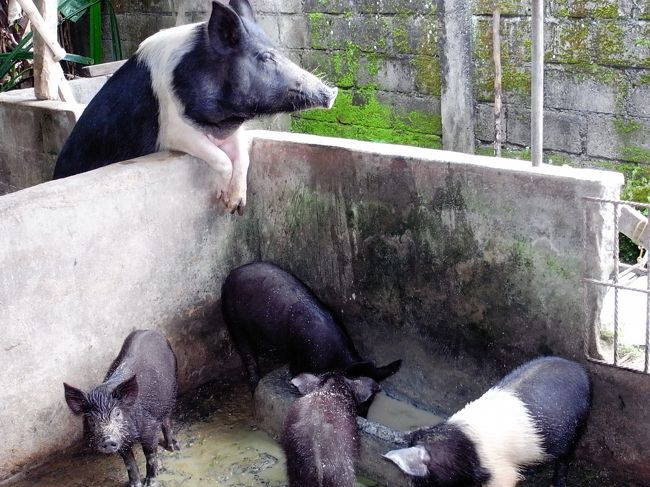 家の奥の方では豚飼ってました。<br />ちょっと「千と千尋の神隠し」っぽいです。<br />お父さん、お母さん！！<br /><br />この子豚ちゃんたちはバビグリンになるそうです。<br />ごめんね、昨日将来のあなたたち、食べちゃった。