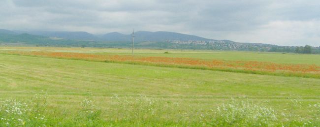 ひなげしの咲く原野（牧場）。センテンドレはブダペストより約40分。