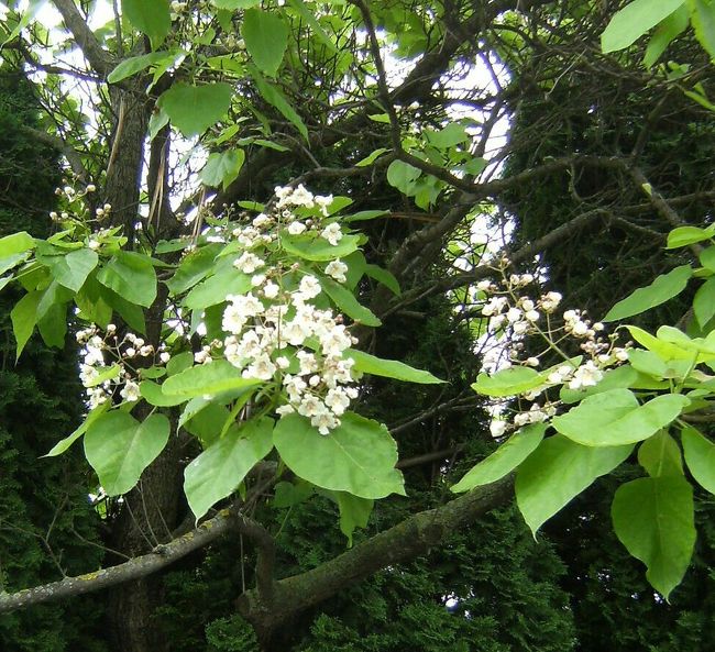 桐に似た木の花