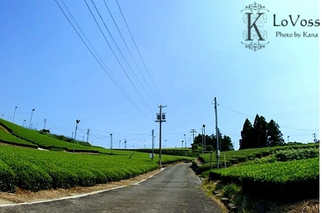 さすが静岡！<br /><br />お茶畑が綺麗です*<br /><br />行く途中、ずっと茶畑。<br />ひたすら茶畑。<br /><br />
