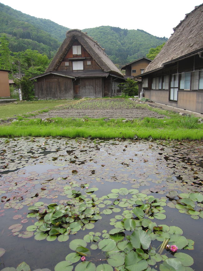 白川郷の合掌造り。睡蓮の季節です。
