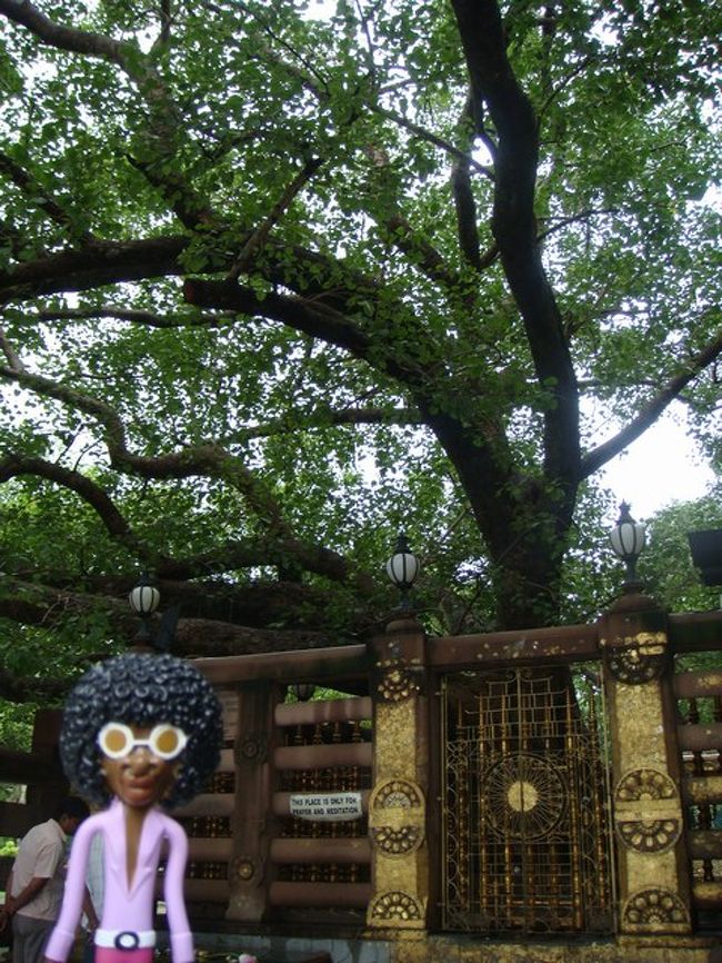 お釈迦様が悟りを開いたとされる菩提樹の木。