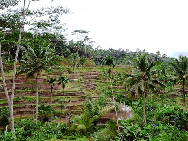 テガララン、やっぱりキレイ！！<br />写真で何度も見てたけど、目の前にすると感動でした。<br /><br />この写真は田植え前の水を張った田んぼですけど、手前の方はちょうど収穫時期で脱穀してたり刈り取りしてたり作業してる地元民がいました。<br />またその作業が弥生時代？って思うほど原始的で、本気なのかデモンストレーションなのかどっちなんでしょ。<br /><br /><br /><br />