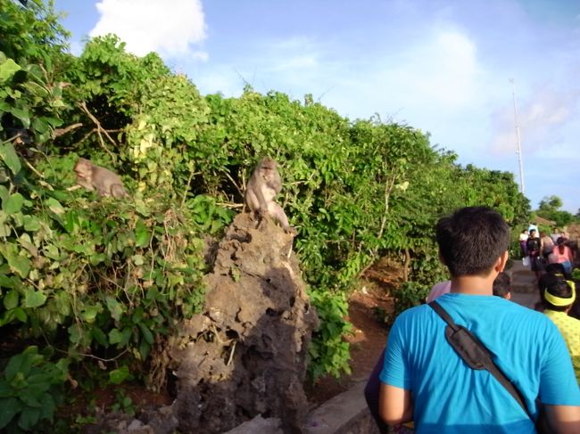 昨日の今日で、タマンちゃんとはすっかり打ち解け、全く何の気も遣わないです。<br />タマンちゃんの方でもそう思ってんのか、昨日よりなんか手ぬいてない？<br /><br />ウルワトゥまではまた渋滞気味の道を通っていきます。<br />寺院に着くとすごい人、さすがメジャー観光地です。<br />ケチャの会場までの道すがら、誰かが何かを猿に奪われてました。要注意。<br />でも日本の猿よりちっちゃいからそんな威圧感はないです。親子連れ、やっぱ子供はかわいい。