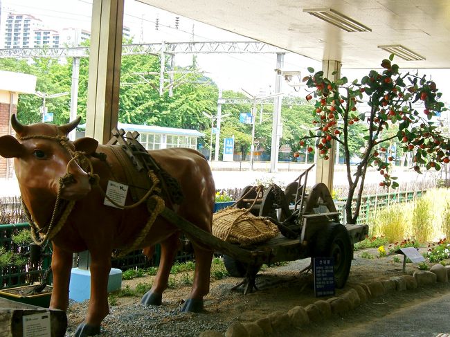 <br />闘牛と柿で有名な清道は…<br />    <br />     駅構内で牛と柿の木が迎えてくれます。