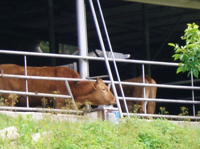 バス停の向こうにはこんな風景が。<br />「売られたくないよ〜」と脱走？<br />柵の外に生えてる草を食べてました^^<br /><br />２時間もこんな所で…と閉口してたら<br />“おじいさんの家”を教えてくださった<br />アジョシご夫妻の車が停まった！<br /><br />「バス無いでしょう。乗りなさい」と駅まで<br />送って頂いたのだ。人情に触れ感激m(__)m