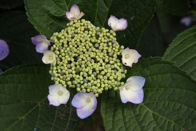 山紫陽花 